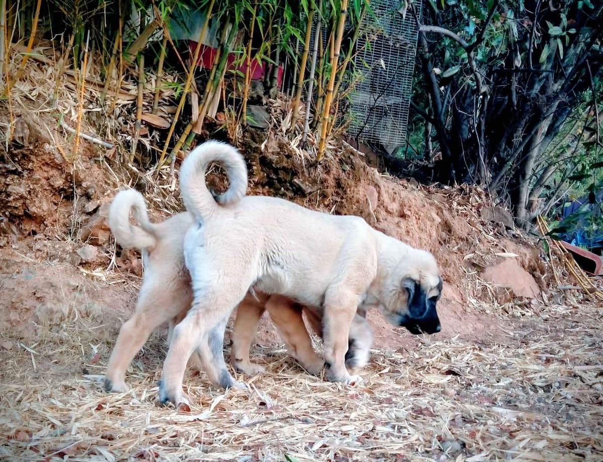 Thakeb Anatolian Shepherd Puppies breeder image 28