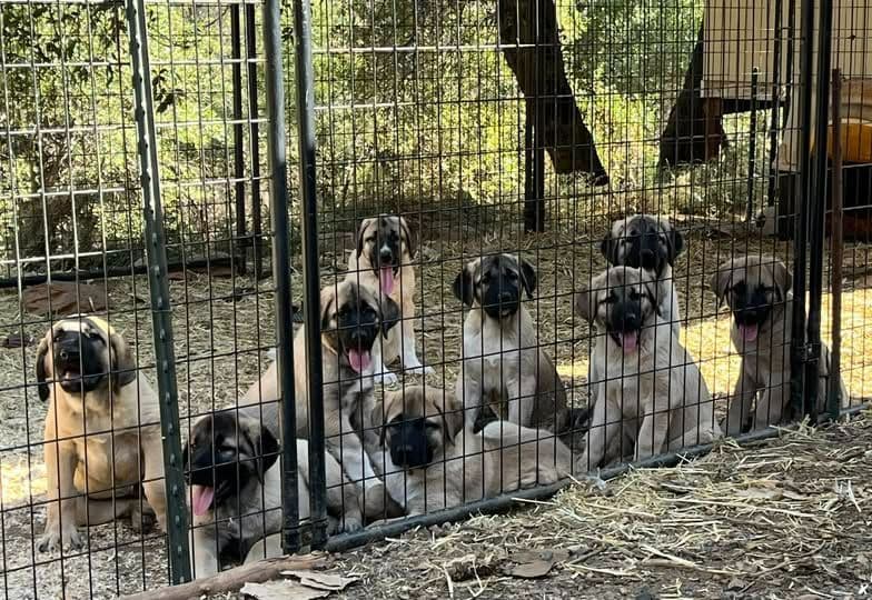 Thakeb Anatolian Shepherd Puppies breeder image 29