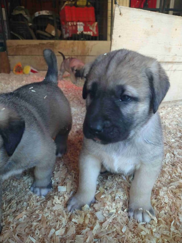 Thakeb Anatolian Shepherd Puppies media 4