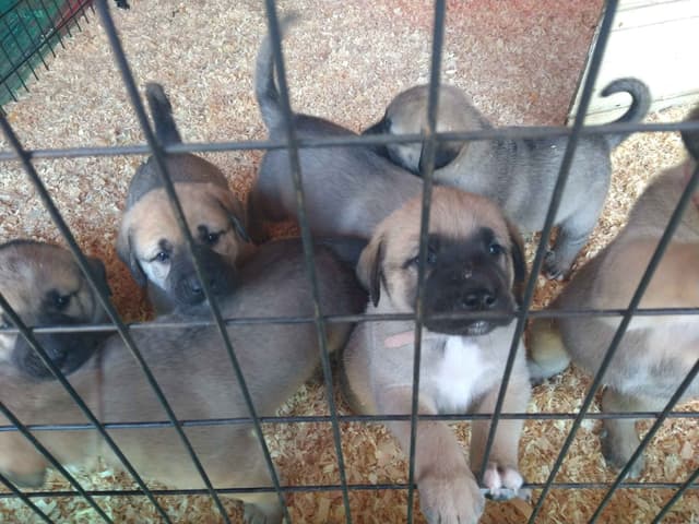 Thakeb Anatolian Shepherd Puppies media 5