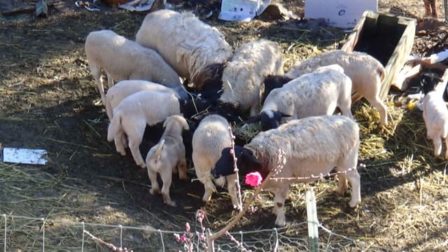 Thakeb Anatolian Shepherd Puppies media 6