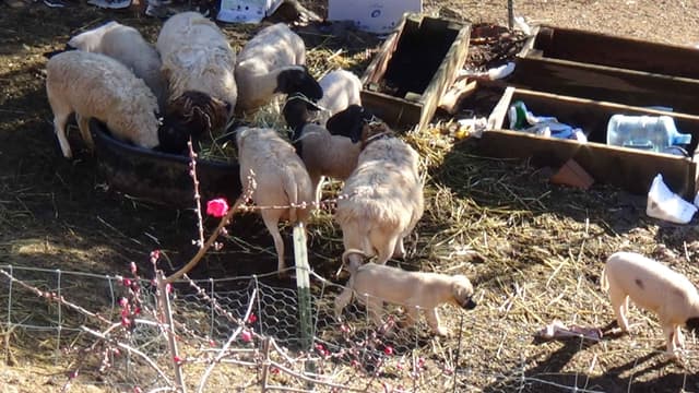 Thakeb Anatolian Shepherd Puppies media 7