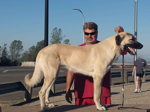 Thakeb Anatolian Shepherd Puppies media 8