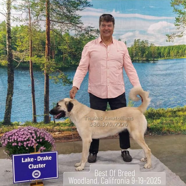 Thakeb Anatolian Shepherd Puppies media 10