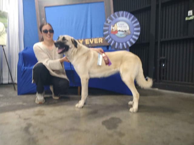 Thakeb Anatolian Shepherd Puppies media 11