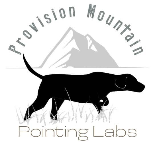 Labrador Retriever Puppies breeder image 10