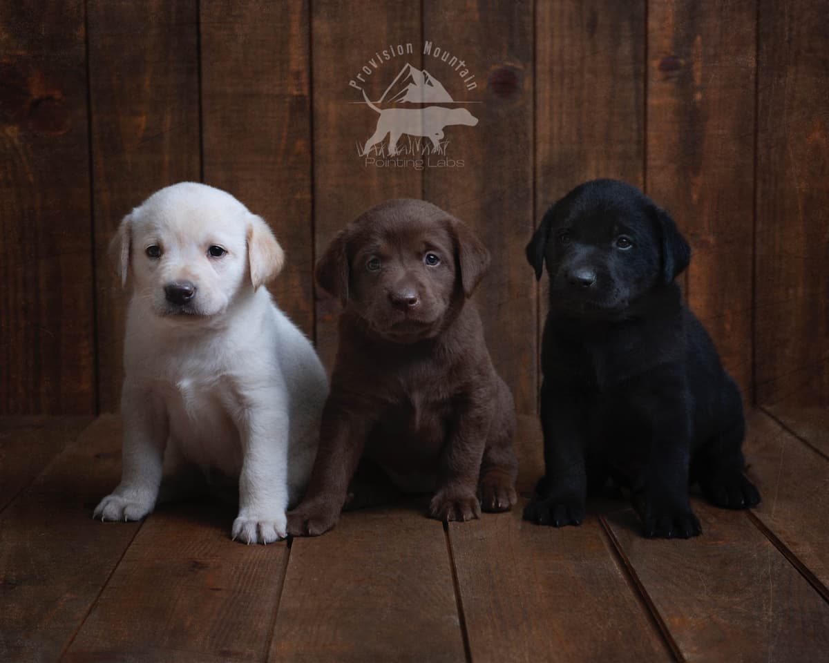 Labrador Retriever Puppies breeder image 1