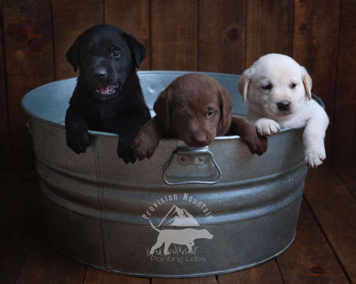 Labrador Retriever Puppies breeder image 11