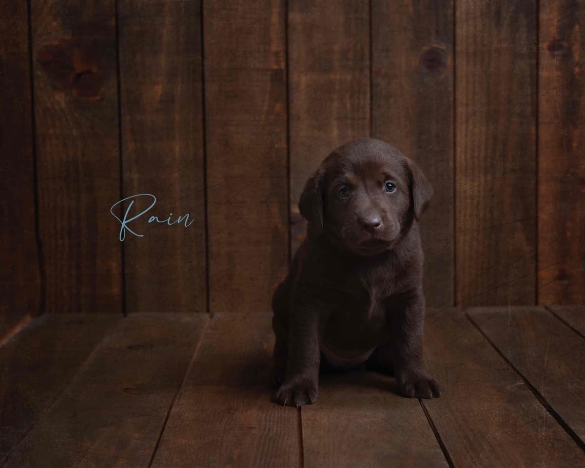 Labrador Retriever Puppies breeder image 5