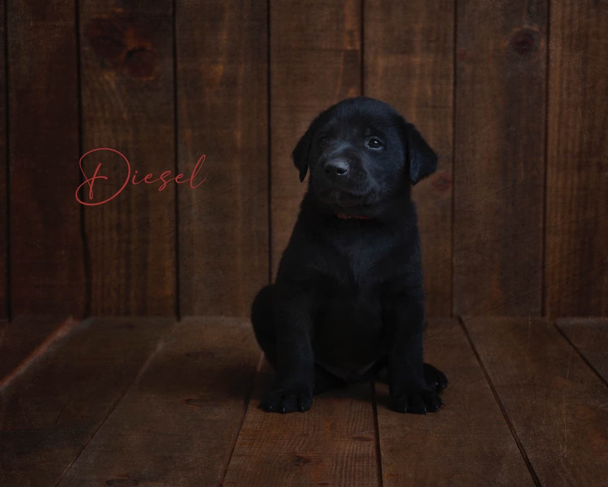 Labrador Retriever Puppies breeder image 6