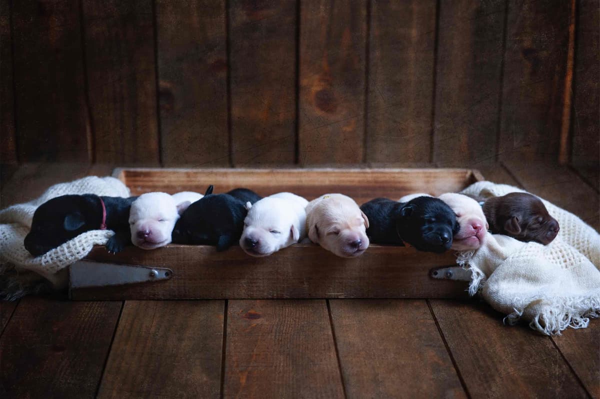 Labrador Retriever Puppies breeder image 2