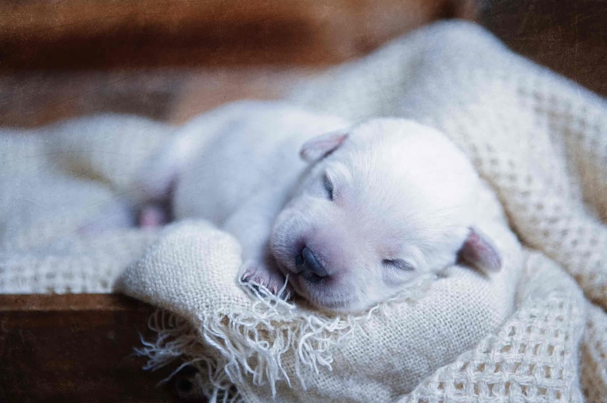 Labrador Retriever Puppies breeder image 3