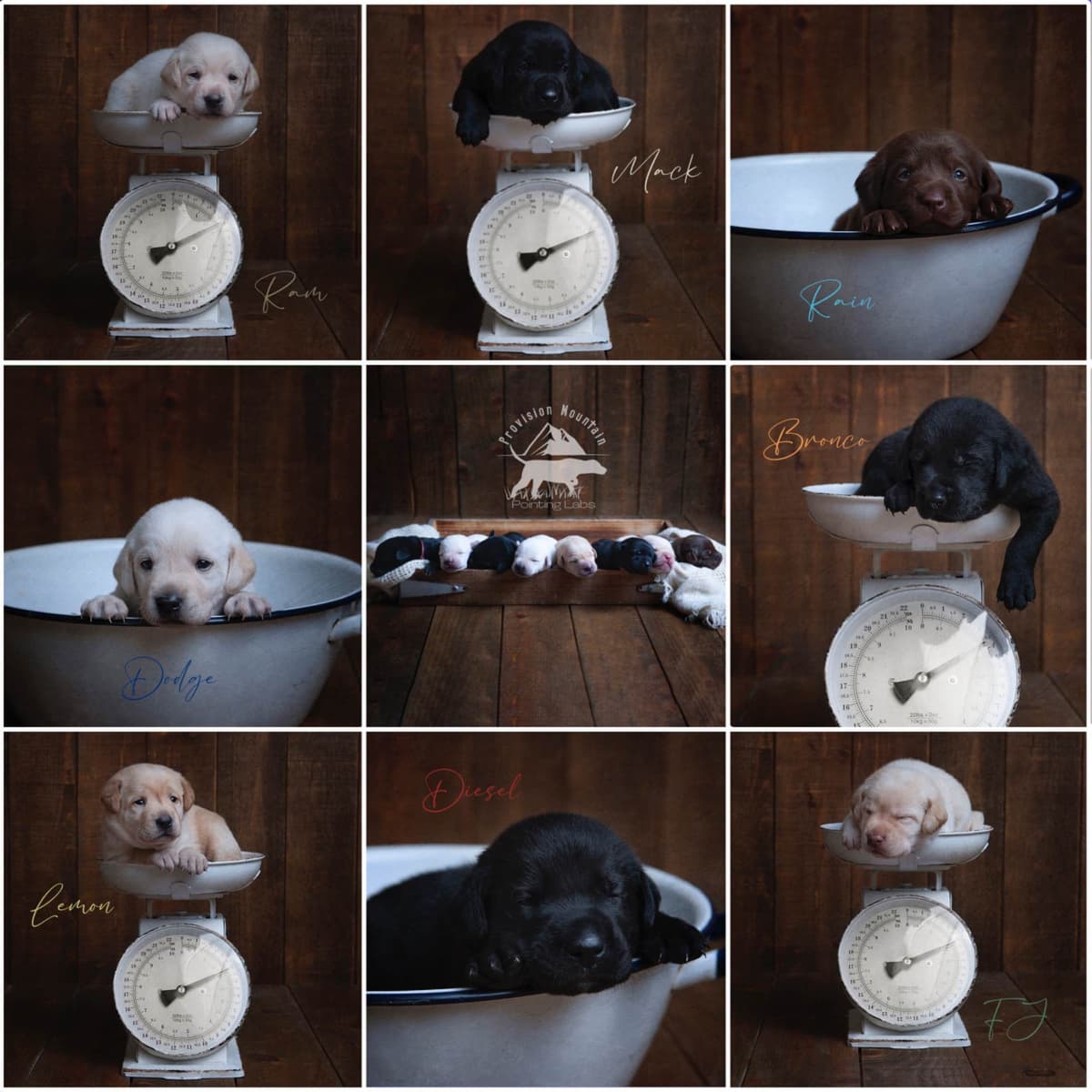 Labrador Retriever Puppies breeder image 4