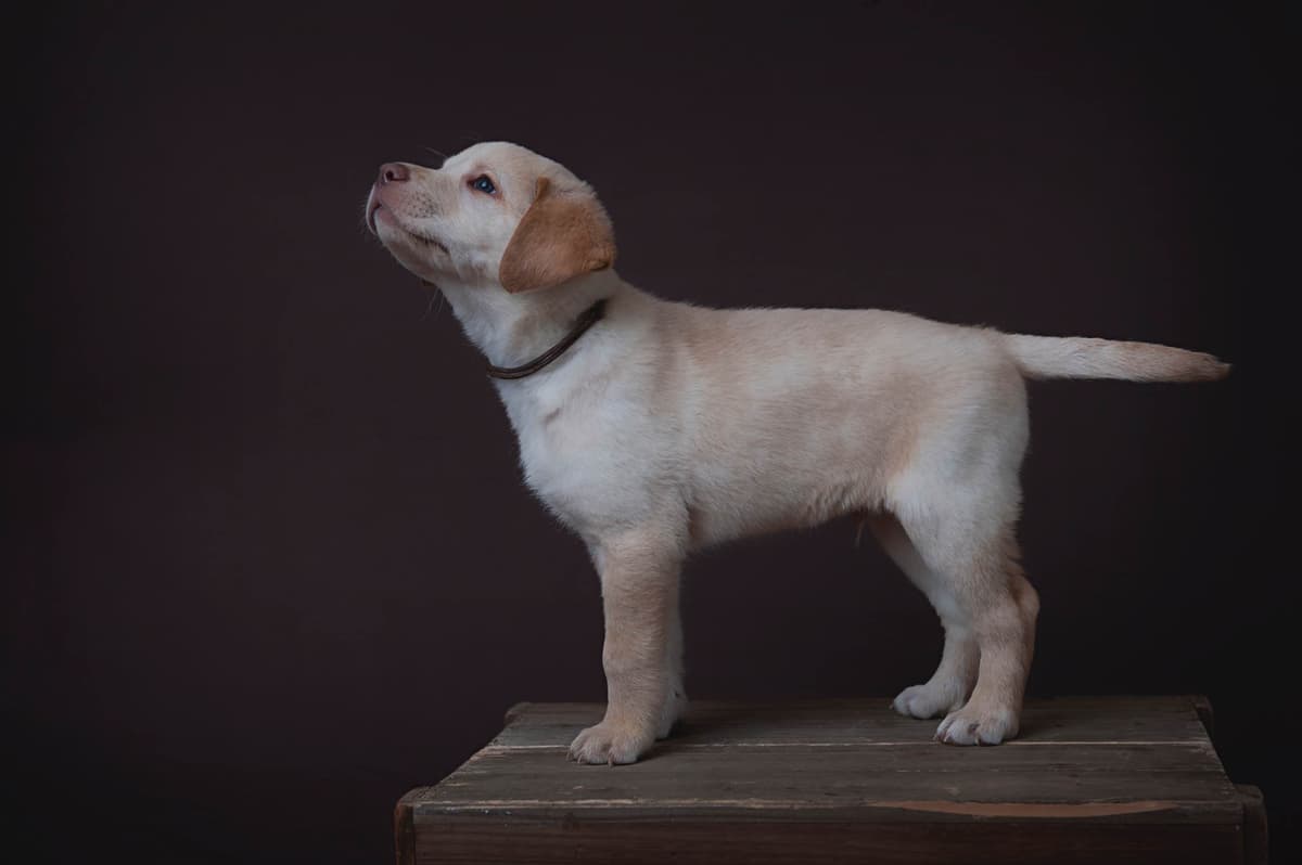 Labrador Retriever Puppies breeder image 7