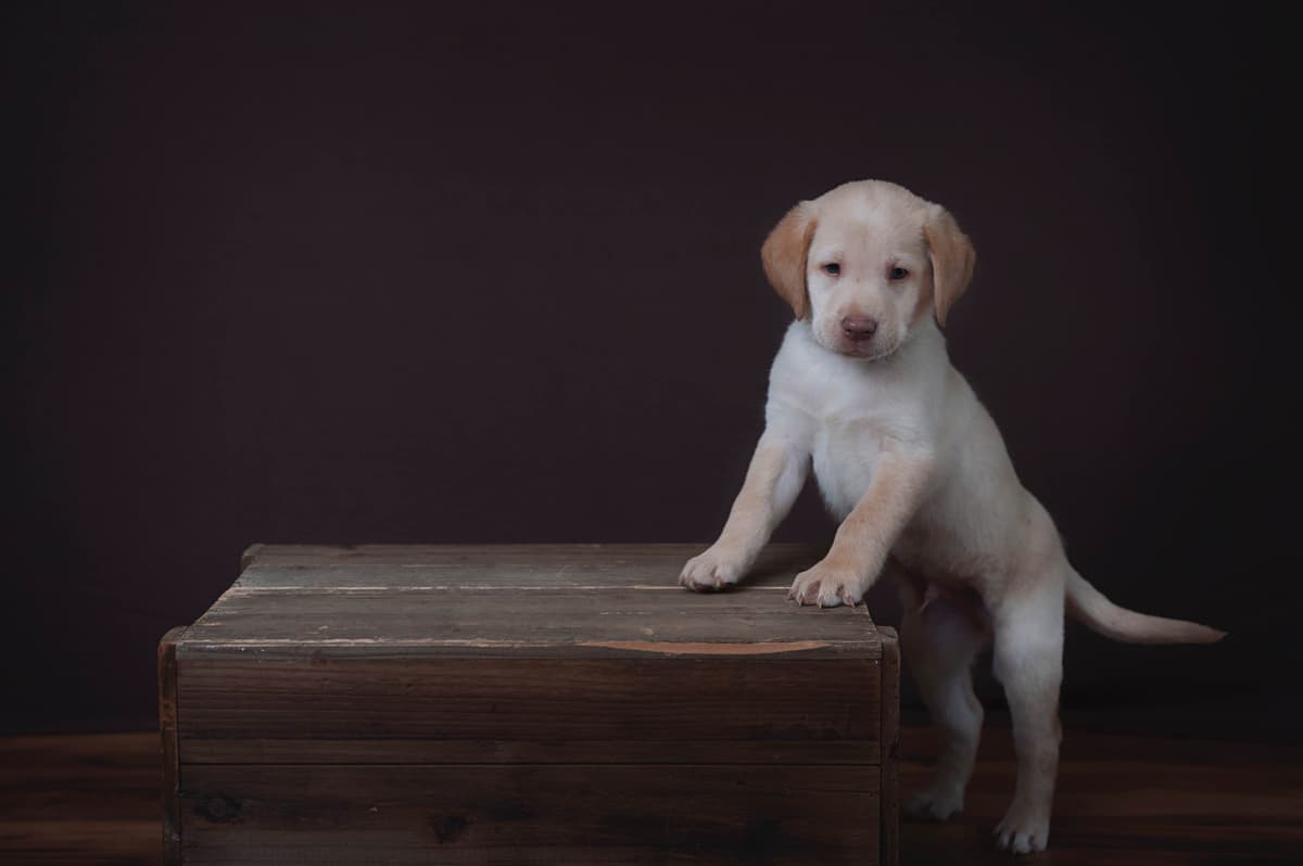 Labrador Retriever Puppies breeder image 8