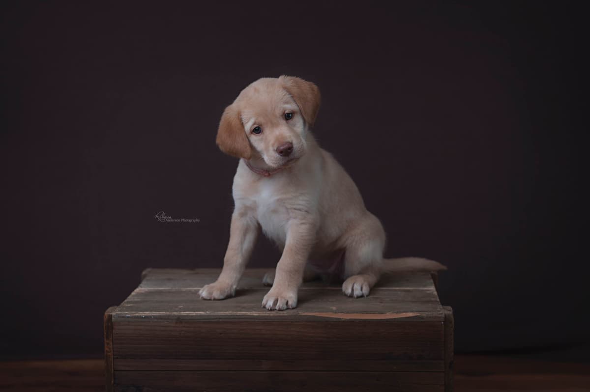 Labrador Retriever Puppies breeder image 9