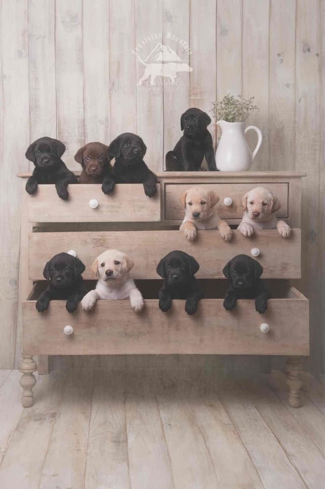 Labrador Retriever Puppies media 7