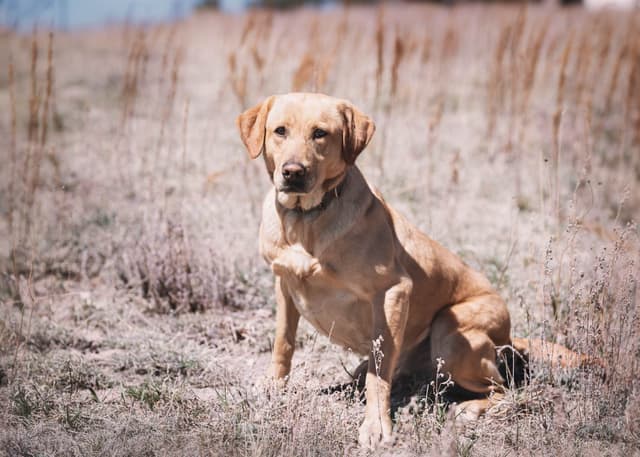 Labrador Retriever Puppies media 5