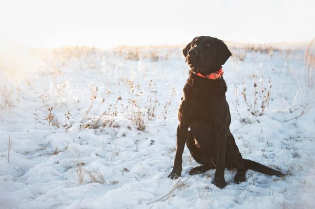 Labrador Retriever Puppies media 6