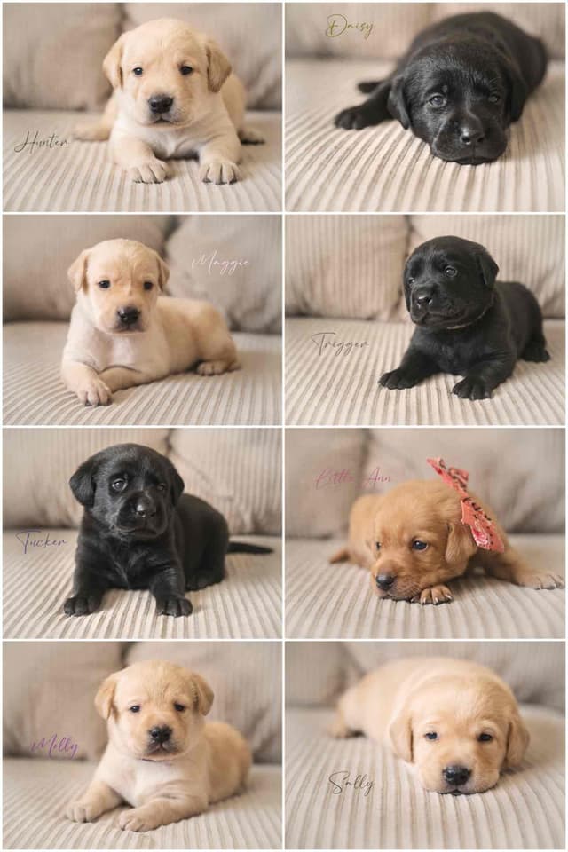 Labrador Retriever Puppies media 4