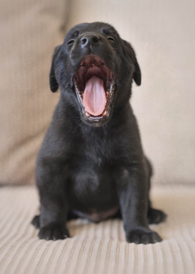 Labrador Retriever Puppies media 2