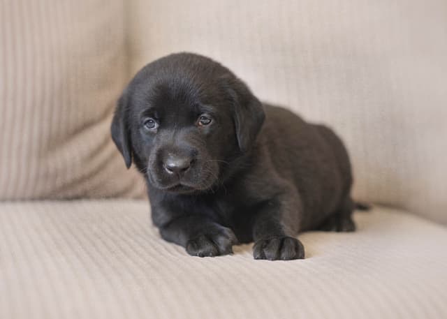 Labrador Retriever Puppies media 3
