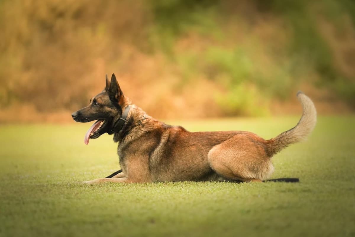 Belgian Malinois Puppies breeder image 4