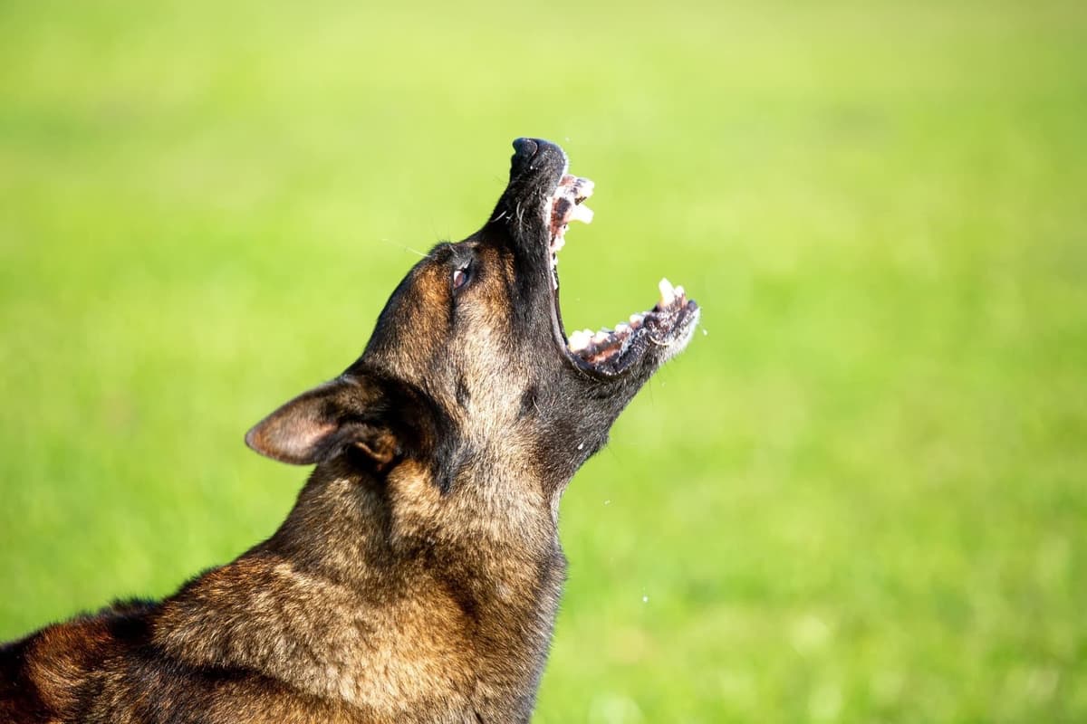 Belgian Malinois Puppies breeder image 1