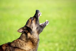 Blue Shield Malinois