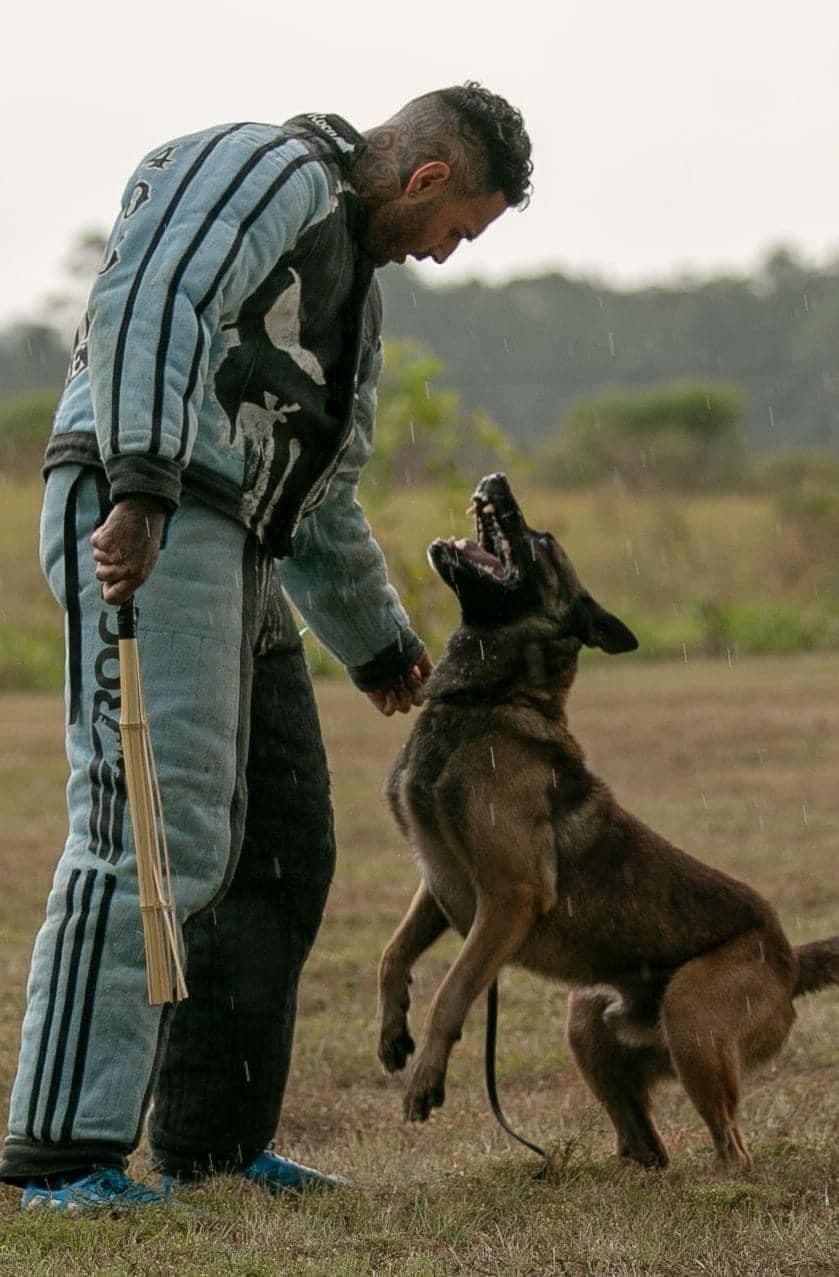 Belgian Malinois Puppies breeder image 2