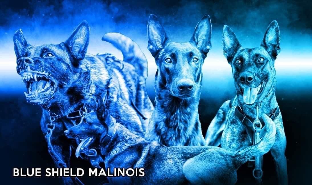 Belgian Malinois Puppies breeder image 7