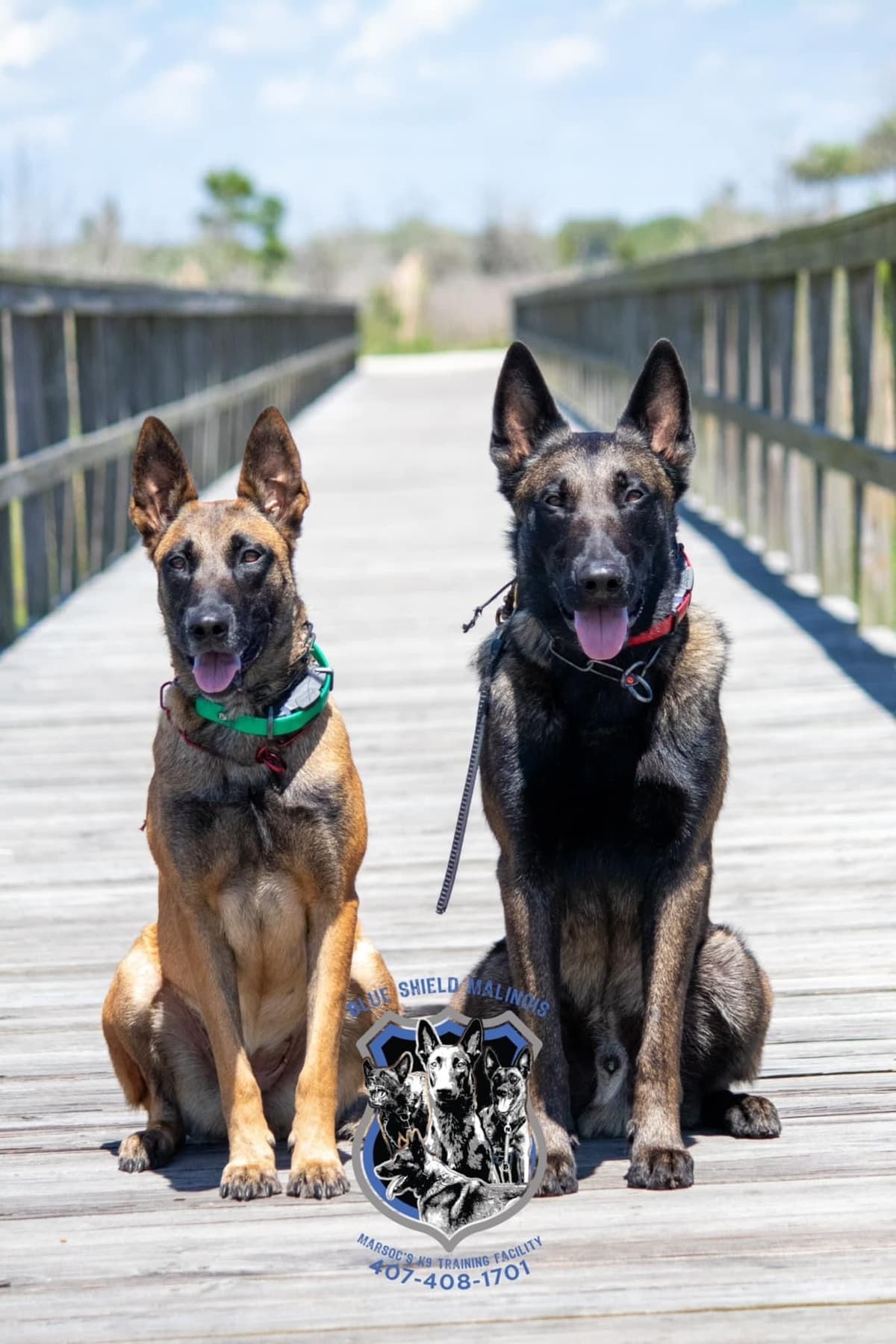Belgian Malinois Puppies breeder image 8