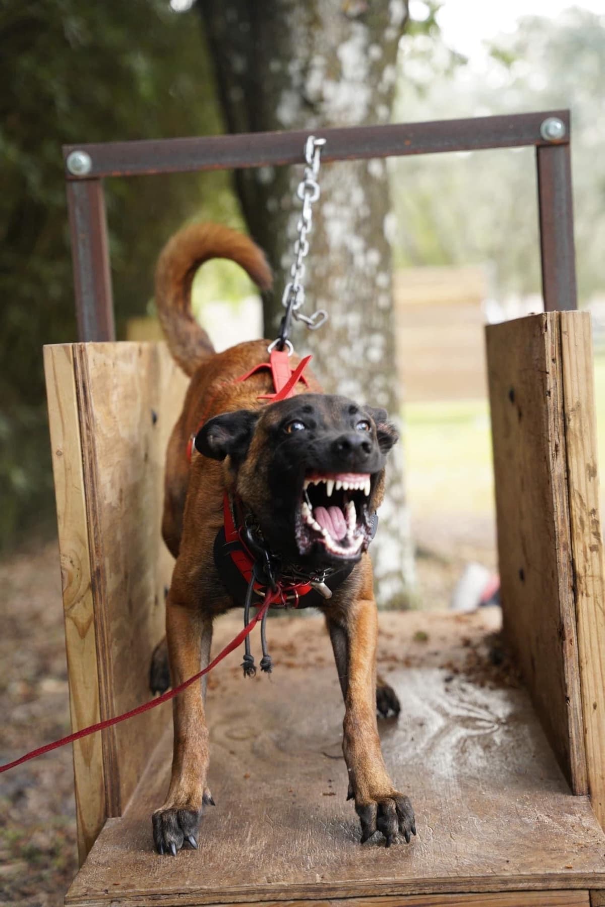 Belgian Malinois Puppies breeder image 11