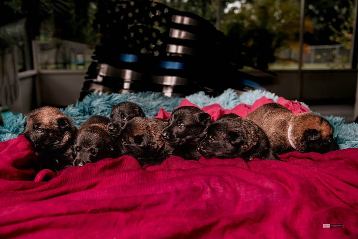 Belgian Malinois Puppies breeder image 12