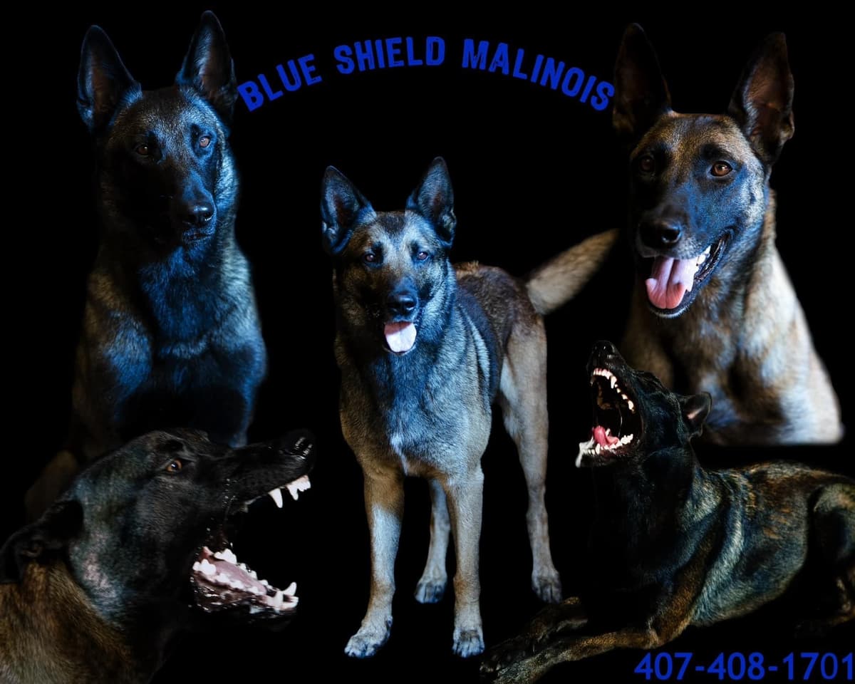 Belgian Malinois Puppies breeder image 13