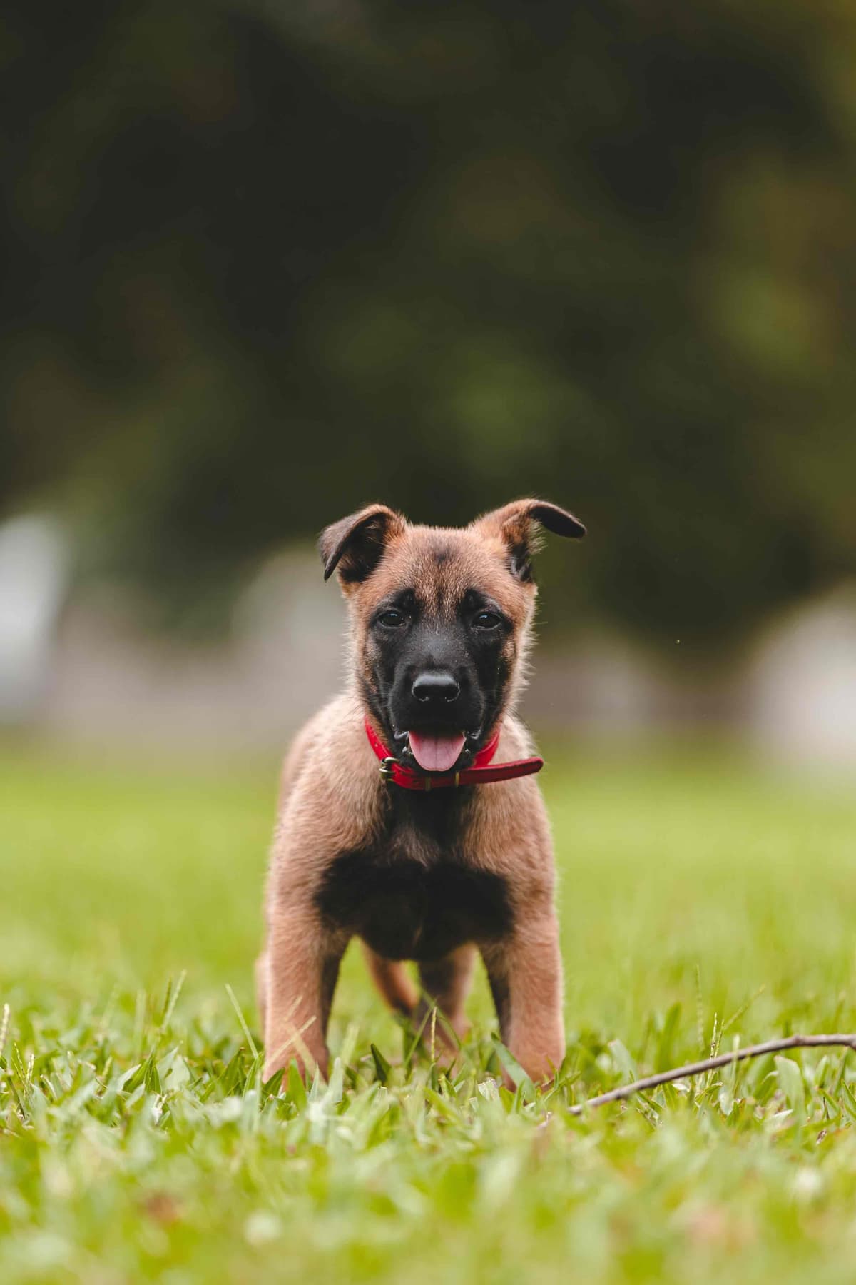 Belgian Malinois Puppies breeder image 14