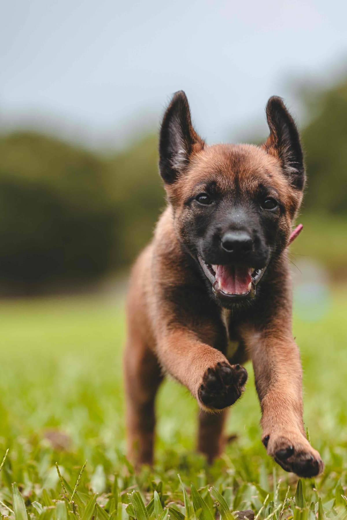 Belgian Malinois Puppies breeder image 15