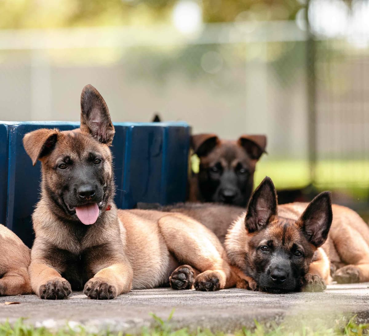 Belgian Malinois Puppies breeder image 16