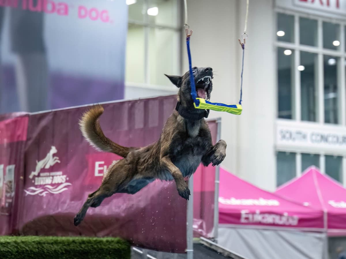Belgian Malinois Puppies breeder image 18