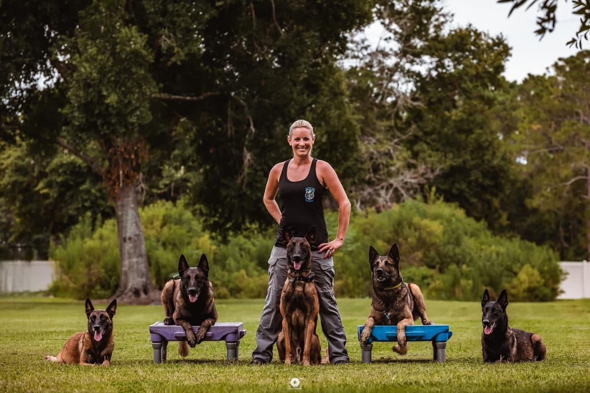 Belgian Malinois Puppies breeder image 19