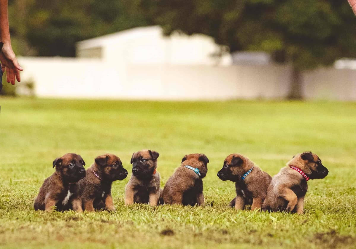 Belgian Malinois Puppies breeder image 27