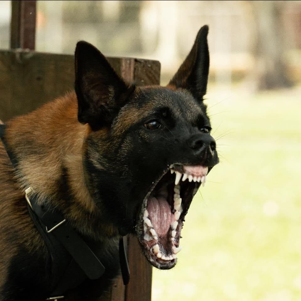 Belgian Malinois Puppies breeder image 29