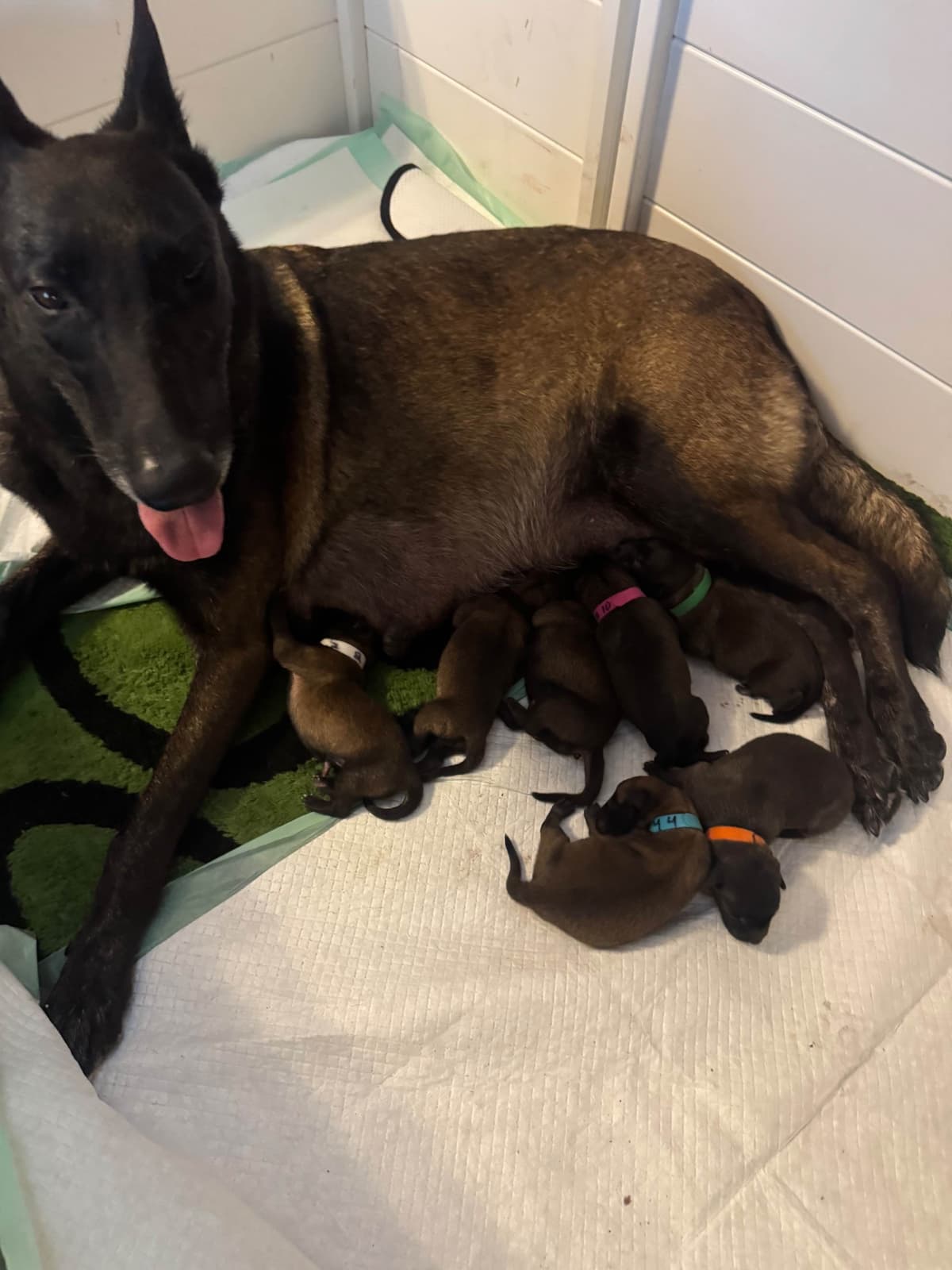 Belgian Malinois Puppies photo 2