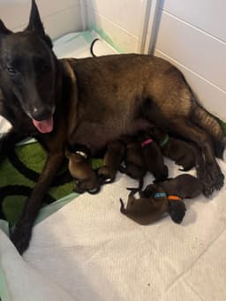 Belgian Malinois Puppies thumbnail 2
