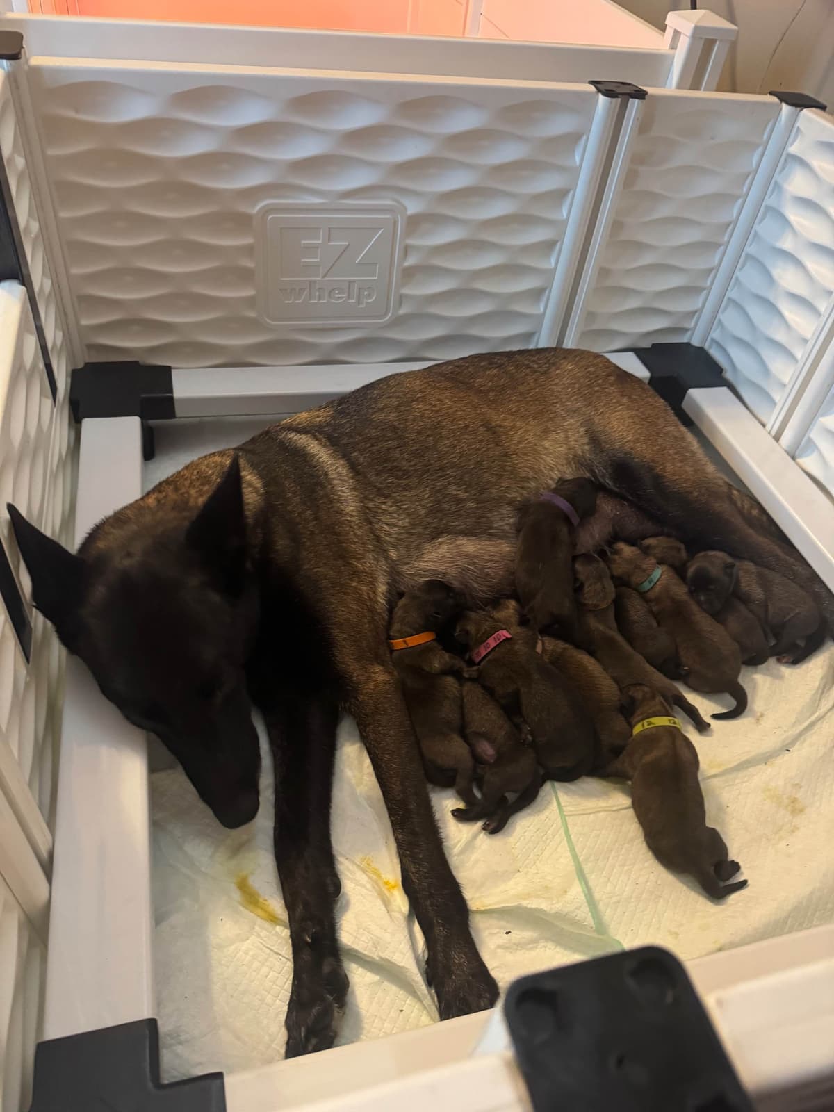 Belgian Malinois Puppies photo 3