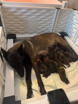 Belgian Malinois Puppies thumbnail 3