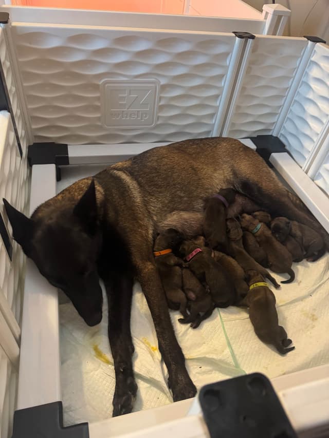 Belgian Malinois Puppies media 3