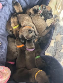 Belgian Malinois Puppies thumbnail 4