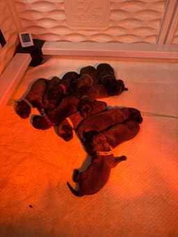 Belgian Malinois Puppies thumbnail 5