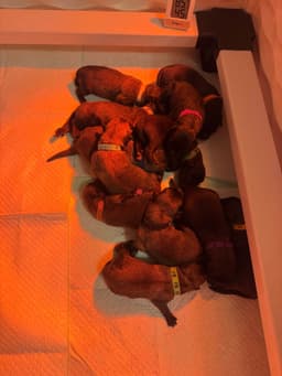 Belgian Malinois Puppies thumbnail 6